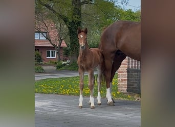 Hannoveraan, Merrie, , 169 cm, Donkere-vos