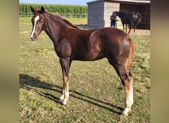 Hannoveraan, Merrie, Veulen (05/2025), 169 cm, Donkere-vos