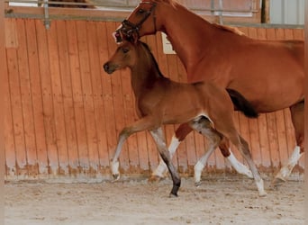 Hannoveraan, Merrie, , 170 cm, Bruin