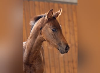 Hannoveraan, Merrie, , 170 cm, Bruin