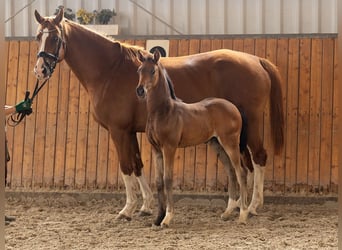 Hannoveraan, Merrie, , 170 cm, Bruin