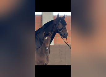 Hannoveraan, Merrie, Veulen (04/2025), 170 cm, Donkerbruin