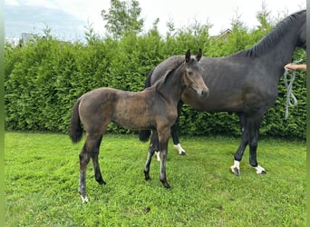 Hannoveraan, Merrie, Veulen (05/2025), 170 cm, Donkerbruin