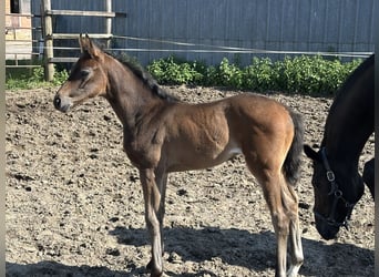 Hannoveraan, Merrie, Veulen (05/2025), 170 cm, Donkerbruin
