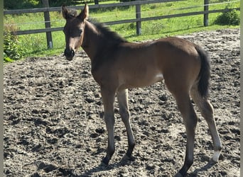 Hannoveraan, Merrie, Veulen (05/2025), 170 cm, Donkerbruin