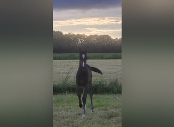 Hannoveraan, Merrie, veulen (05/2024), 170 cm, Donkerbruin