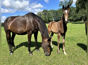 Hannoveraan, Merrie, veulen (05/2024), 170 cm, Donkerbruin