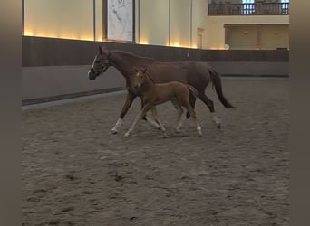 Hannoveraan, Merrie, , 170 cm, Donkere-vos