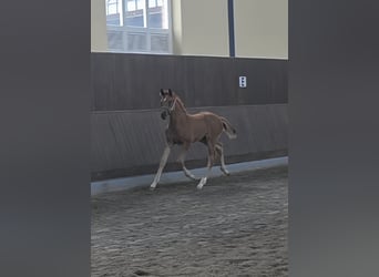 Hannoveraan, Merrie, , 170 cm, Donkere-vos