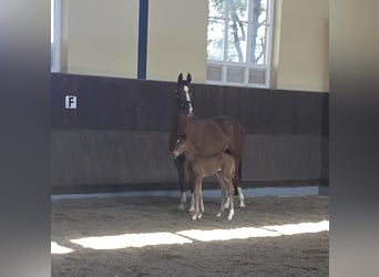 Hannoveraan, Merrie, , 170 cm, Donkere-vos