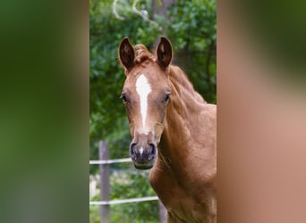 Hannoveraan, Merrie, Veulen (05/2025), 170 cm, Donkere-vos