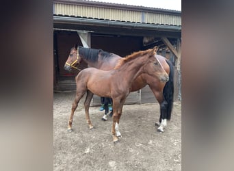 Hannoveraan, Merrie, Veulen (05/2025), 170 cm, Donkere-vos