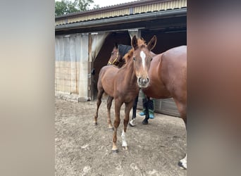 Hannoveraan, Merrie, Veulen (05/2025), 170 cm, Donkere-vos