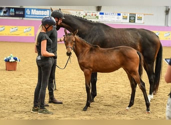 Hannoveraan, Merrie, veulen (01/2024), 170 cm, Roodbruin