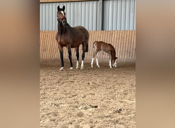 Hannoveraan, Merrie, Veulen (02/2026), 170 cm, Vos