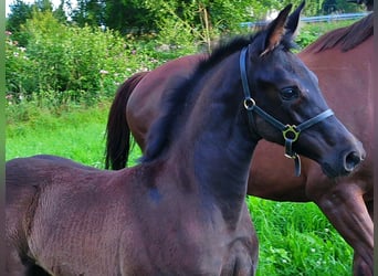 Hannoveraan, Merrie, Veulen (04/2025), 170 cm, Zwart
