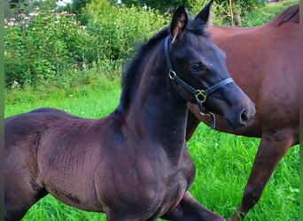 Hannoveraan, Merrie, Veulen (04/2025), 170 cm, Zwart