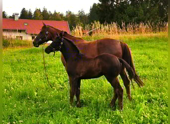 Hannoveraan, Merrie, Veulen (04/2025), 170 cm, Zwart