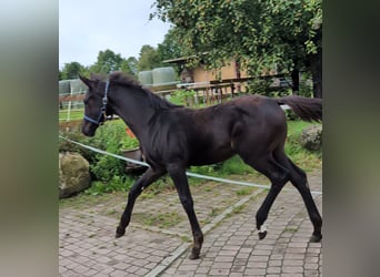 Hannoveraan, Merrie, veulen (06/2024), 170 cm, Zwart