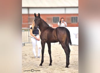 Hannoveraan, Merrie, Veulen (05/2025), 170 cm, Zwartbruin