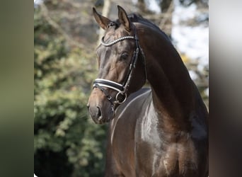 Hannoveraan, Merrie, Veulen (05/2025), 170 cm, Zwartbruin