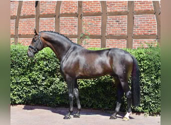 Hannoveraan, Merrie, Veulen (05/2025), 170 cm, Zwartbruin
