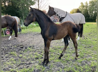 Hannoveraan, Merrie, veulen (05/2024), 170 cm, Zwartbruin