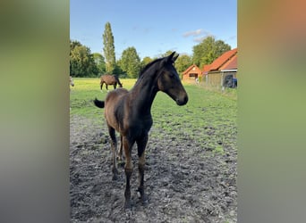 Hannoveraan, Merrie, veulen (05/2024), 170 cm, Zwartbruin