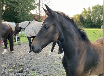 Hannoveraan, Merrie, veulen (05/2024), 170 cm, Zwartbruin