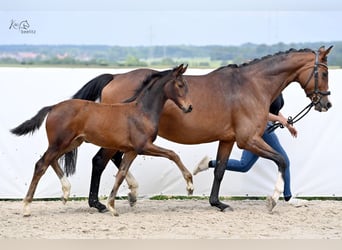 Hannoveraan, Merrie, veulen (02/2024), 171 cm, Brauner