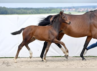 Hannoveraan, Merrie, veulen (02/2024), 171 cm, Brauner