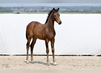 Hannoveraan, Merrie, veulen (02/2024), 171 cm, Bruin