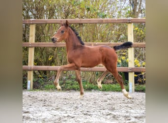 Hannoveraan, Merrie, veulen (02/2024), 171 cm, Bruin