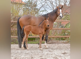 Hannoveraan, Merrie, veulen (02/2024), 171 cm, Bruin