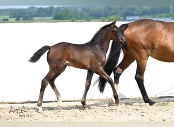 Hannoveraan, Merrie, Veulen (04/2025), 172 cm, Donkerbruin