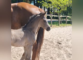 Hannoveraan, Merrie, , 172 cm, Zwart