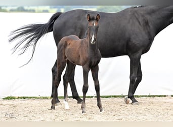 Hannoveraan, Merrie, veulen (04/2024), 172 cm, Zwartbruin