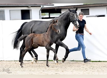 Hannoveraan, Merrie, veulen (04/2024), 172 cm, Zwartbruin