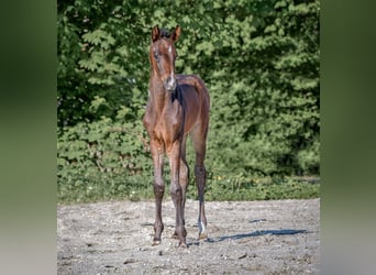 Hannoveraan, Merrie, veulen (04/2024), 172 cm, Zwartbruin