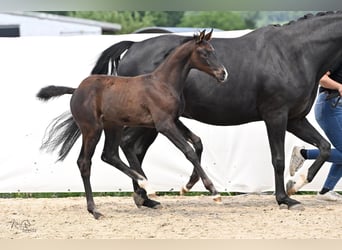 Hannoveraan, Merrie, veulen (04/2024), 172 cm, Zwartbruin