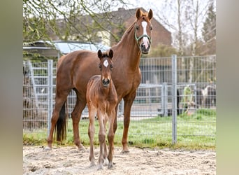 Hannoveraan, Merrie, Veulen (03/2026), 173 cm, Donkerbruin