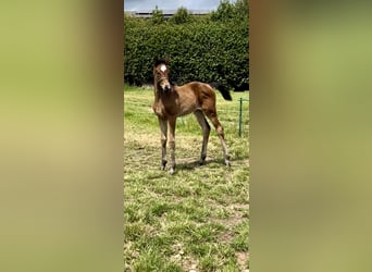 Hannoveraan, Merrie, , 174 cm, Roodbruin