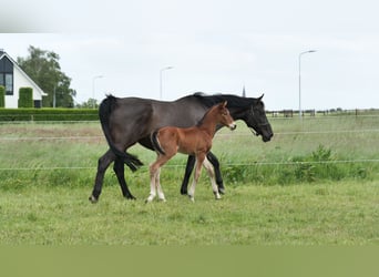 Hannoveraan, Merrie, veulen (05/2023), Brauner