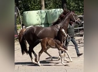 Hannoveraan, Merrie, , Bruin