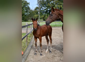 Hannoveraan, Merrie, veulen (06/2024), Bruin