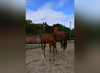 Hannoveraan, Merrie, veulen (06/2024), Bruin