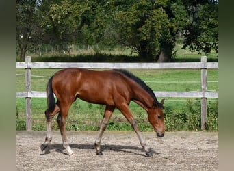 Hannoveraan, Merrie, veulen (06/2024), Bruin