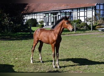 Hannoveraan, Merrie, veulen (06/2024), Bruin