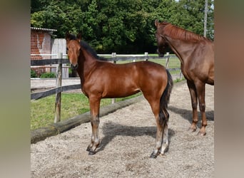 Hannoveraan, Merrie, veulen (06/2024), Bruin