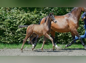 Hannoveraan, Merrie, veulen (04/2024), Bruin